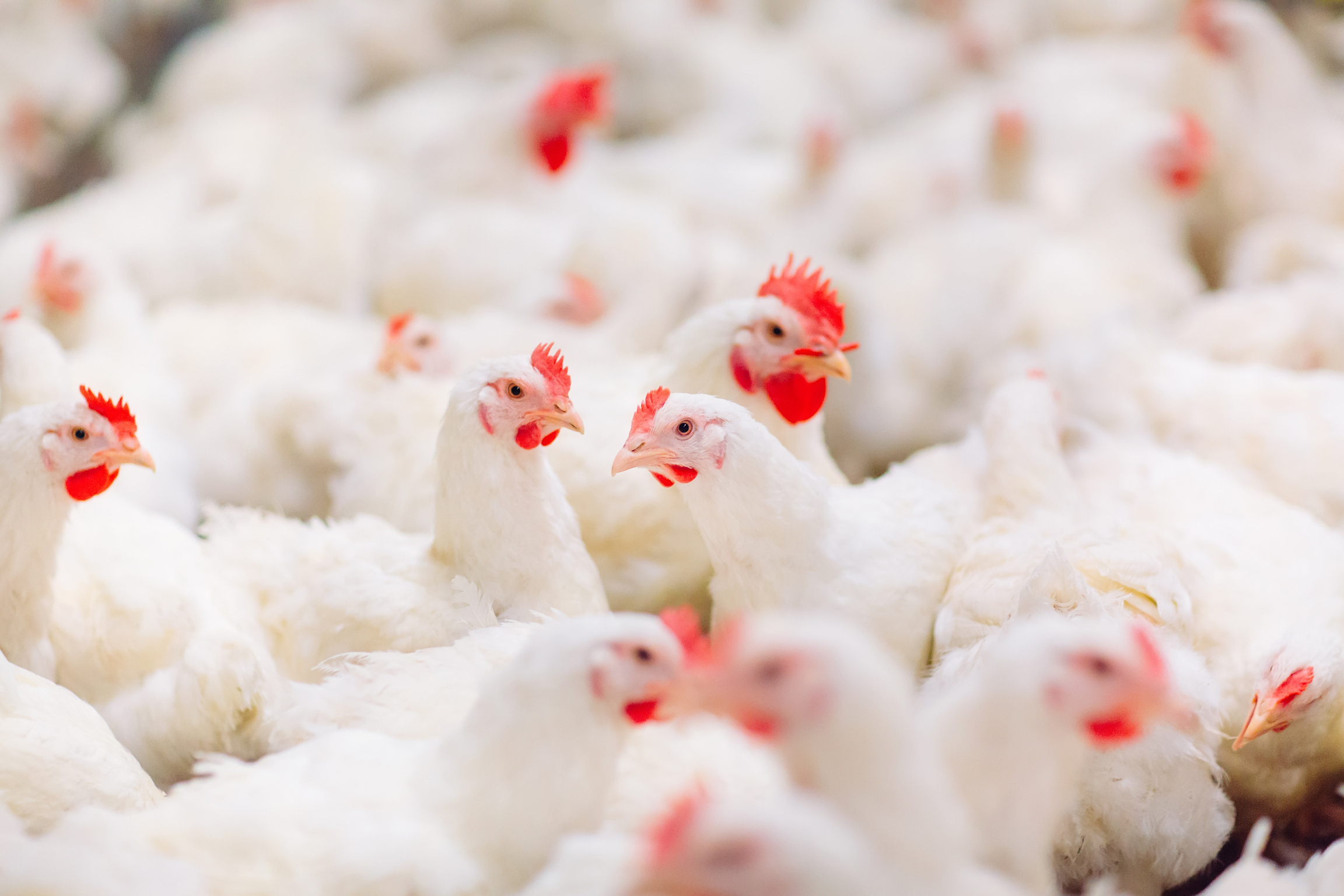 Indoors chicken farm, chicken feeding, farm for growing broiler chickens